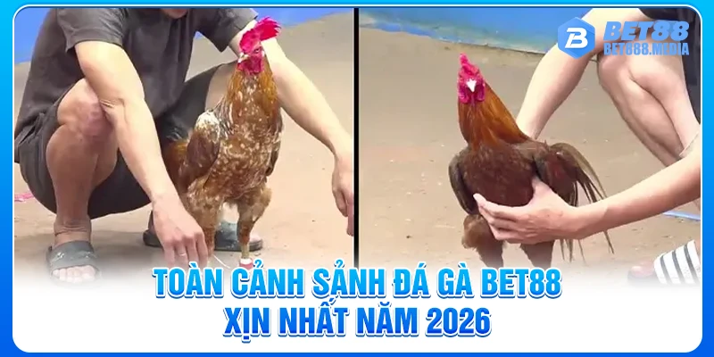 Toàn cảnh sảnh đá gà Bet88 xịn nhất năm 2026